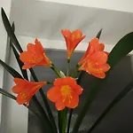 Apartman Gina